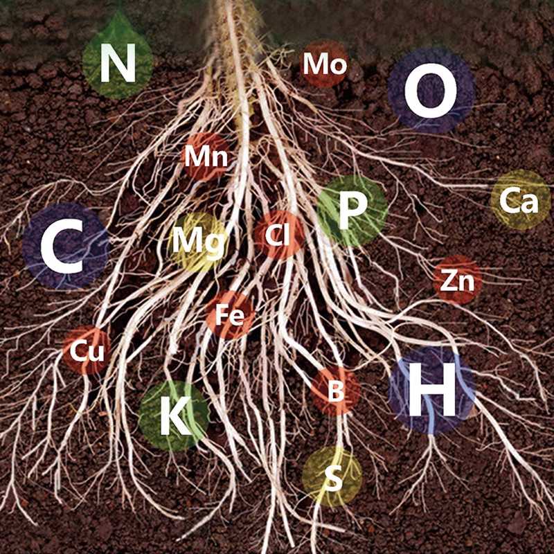 40% OFF🔥Fast-Acting Nutrient Solution for Plants - Image 3