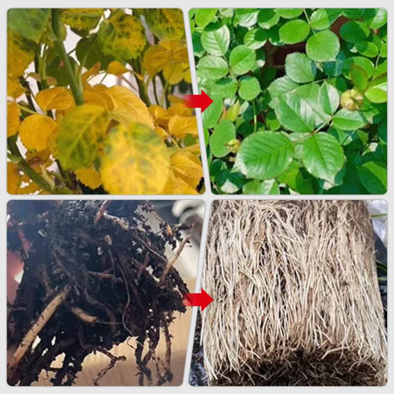 40% OFF🔥Fast-Acting Nutrient Solution for Plants - Image 5