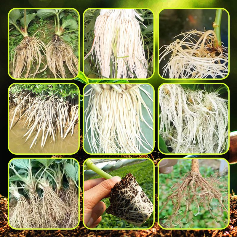 Rapid Strong Rooting Fertilizer - Image 6