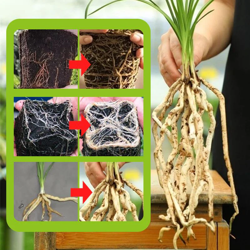 Rapid Strong Rooting Fertilizer - Image 7